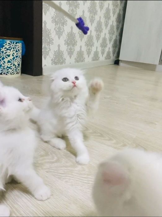 Продается котёнок Скоттиш-фолд