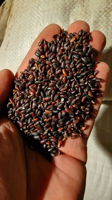Продаю Черный рис .
