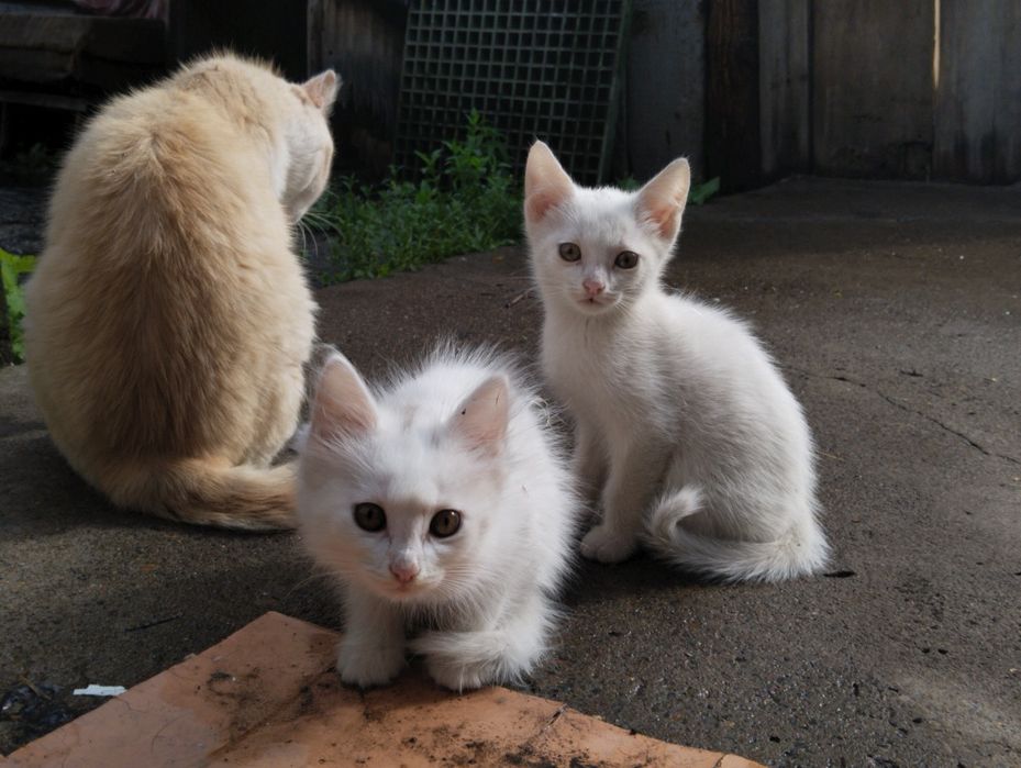 Котёнок в добрые руки!