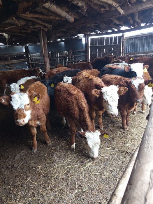 Продам телят, бычков и коров стельных.