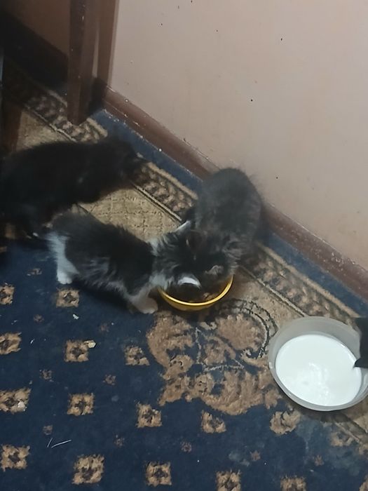 Отдам даром милые котят
