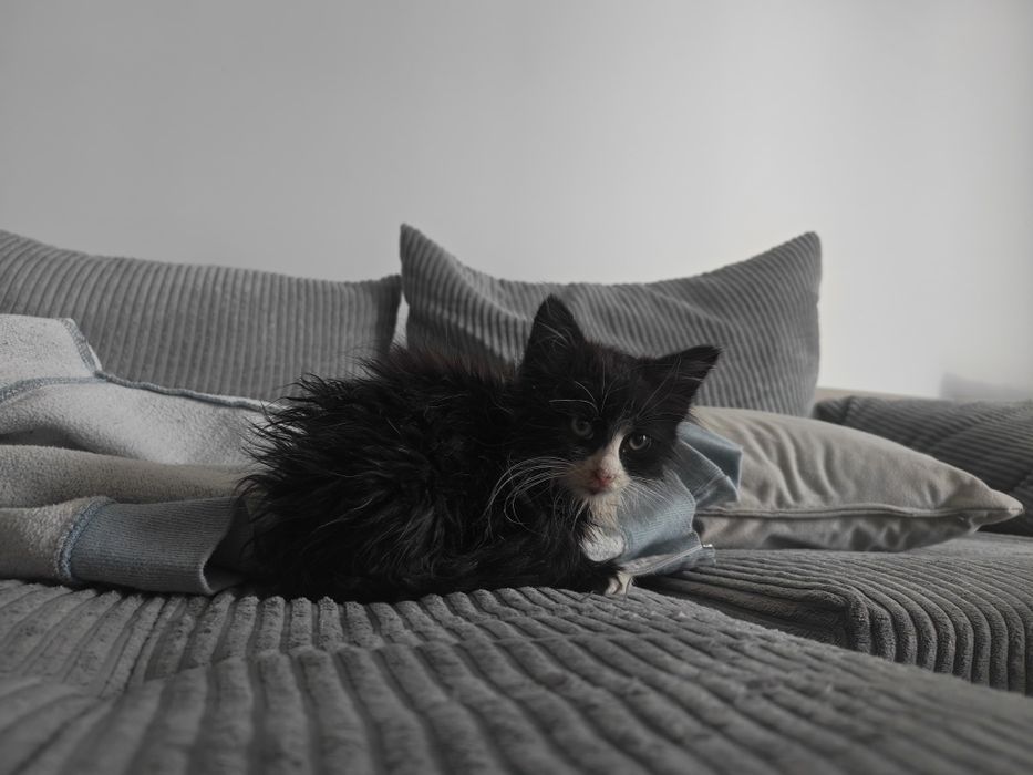 Pisicuța spre adopție