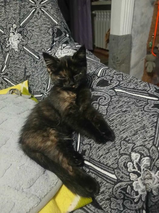 две кошечки сестрички