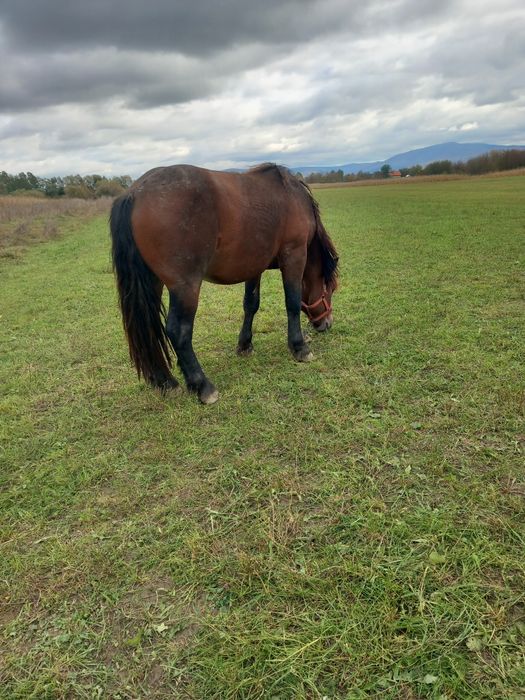 Vând armăsar 3 ani