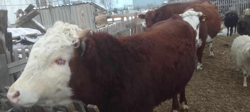 Бұқа сатылады тез арада