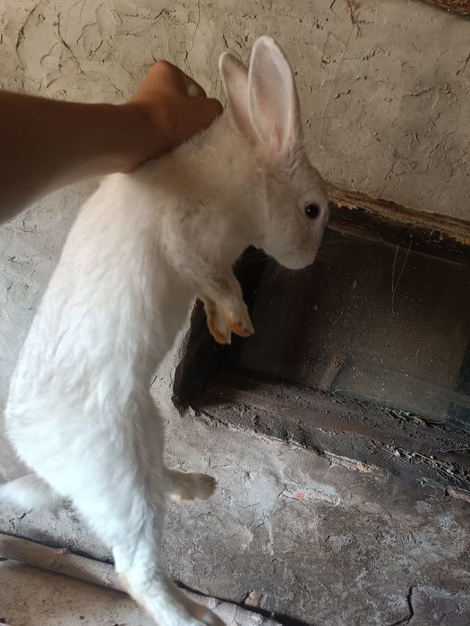 Кролики от 1 месец до 7месец