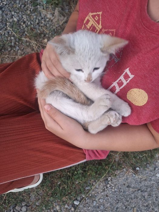 Отдам котенка в добрые руки