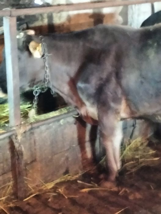 Сельхозживотное карова