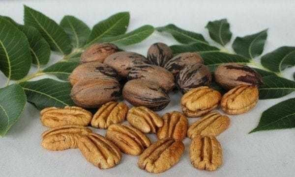 Разсад Орех Пекан