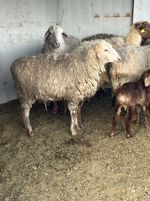 Овцы бараны ягнята