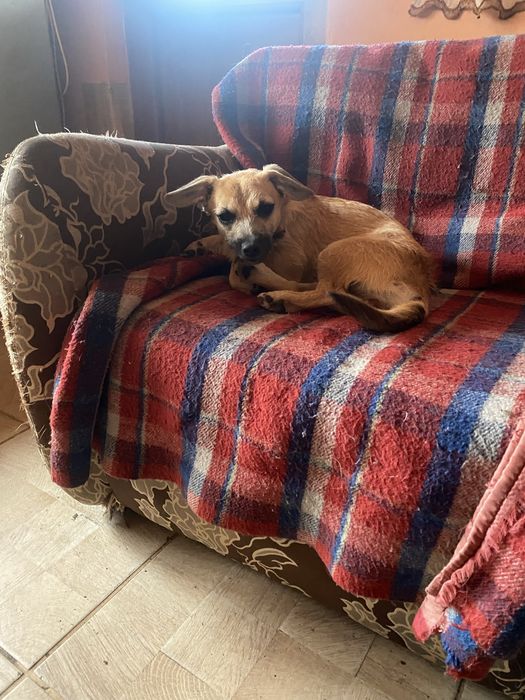 Donez catei talie mica si talie mare