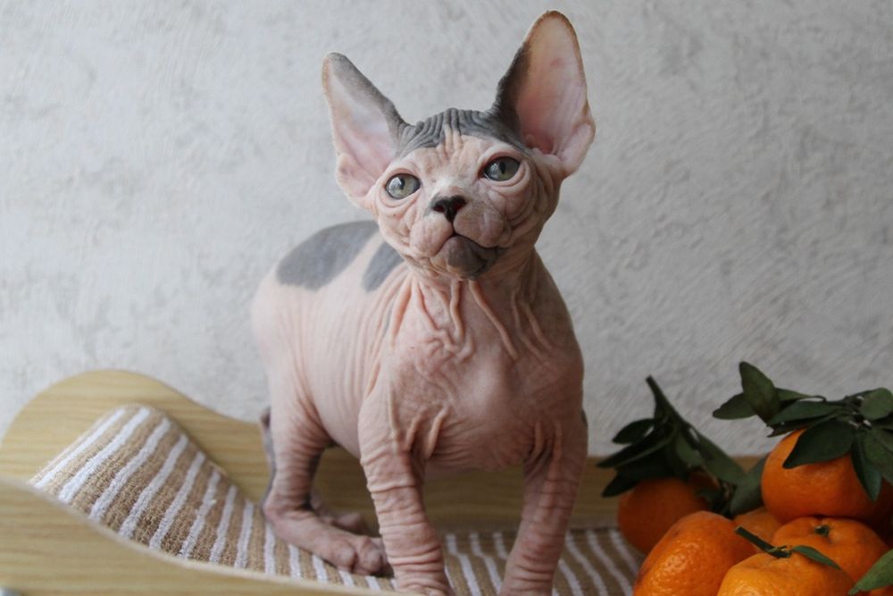 Котята, канадские сфинксы