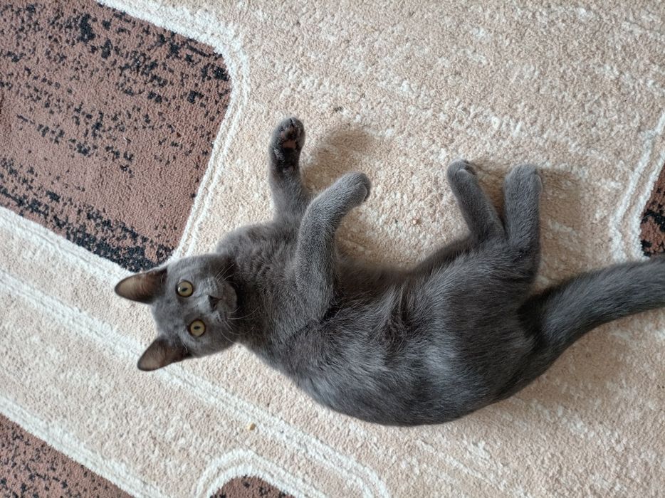 Отдам кота в дом