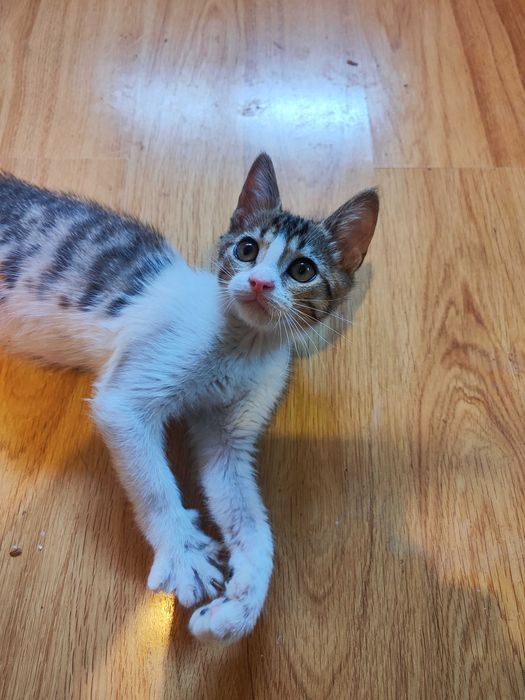 Котенце търси дом