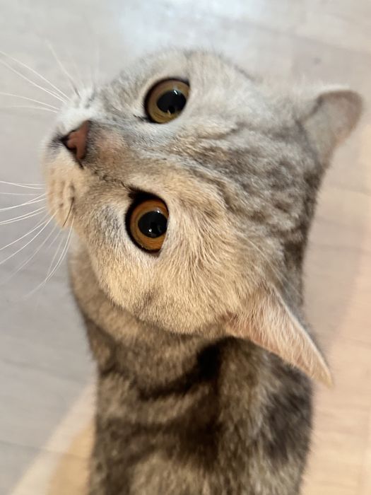 Продам кошку шотлад