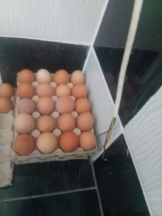 Vand  oua  de tara pentru comsum  nu de closca