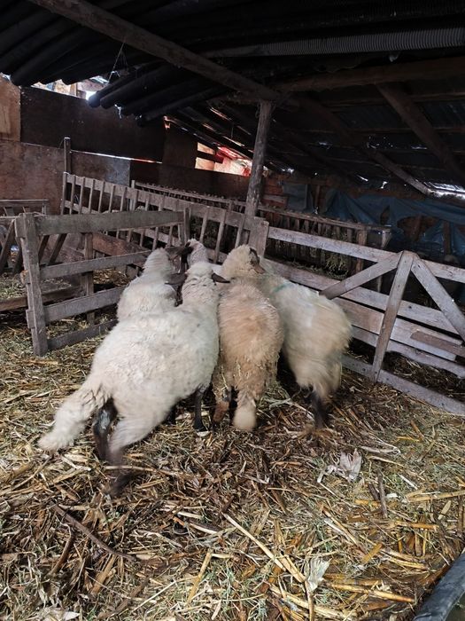 De vanzare 4 mielute si un berbecut , de prasila posibil gestante