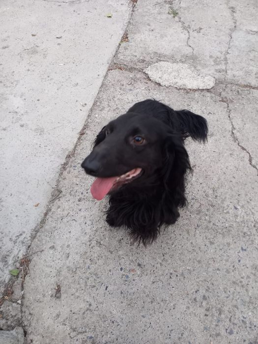 Пропала собака   такса