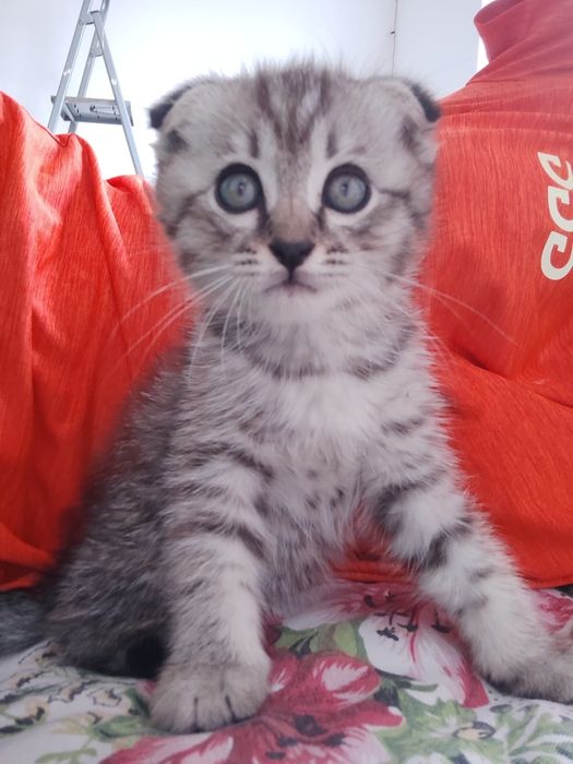 Срочно продается котёнок!