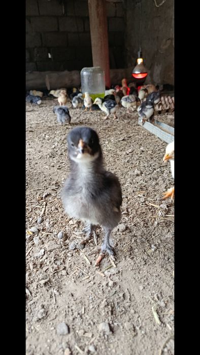 Продаются циплята