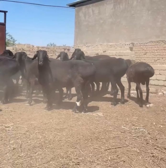 Qurbonlika qo'chqorlar sotiladi