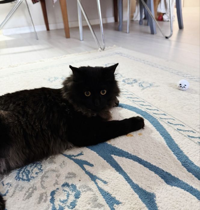 Мейн-кун бесплатно