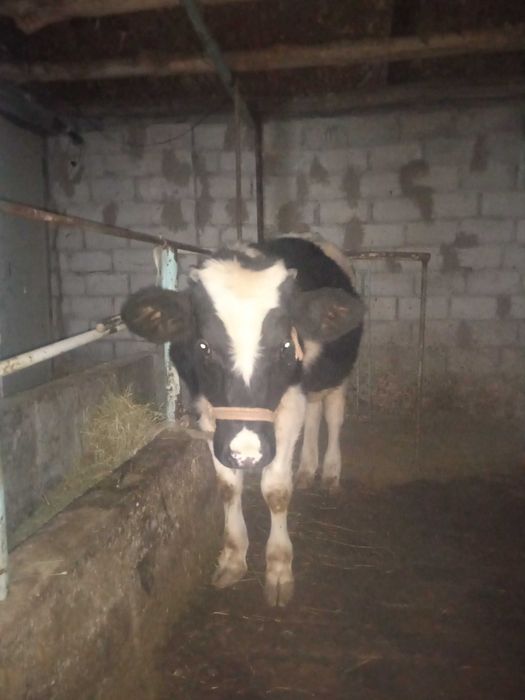 Qora ola buqacha sotiladi