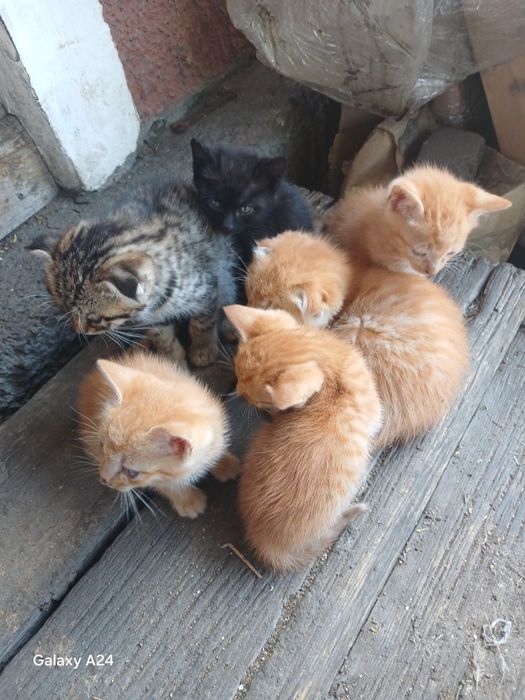 Отдам котят сами кушают