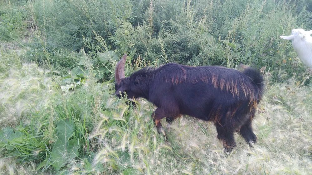 Козел на племя, молочной линии.