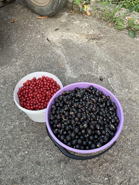 продам смародину срочно