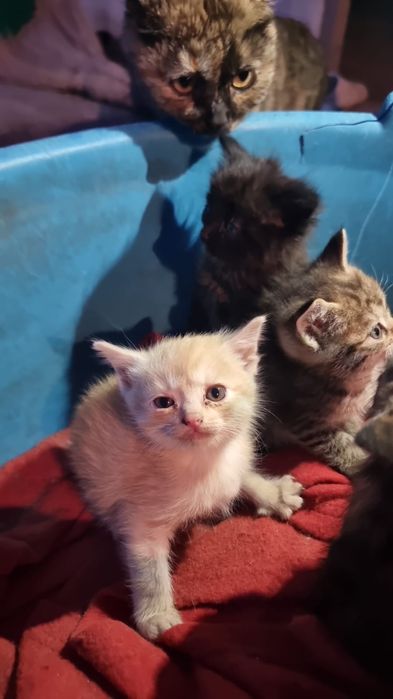 Отдам котят в хорошие руки