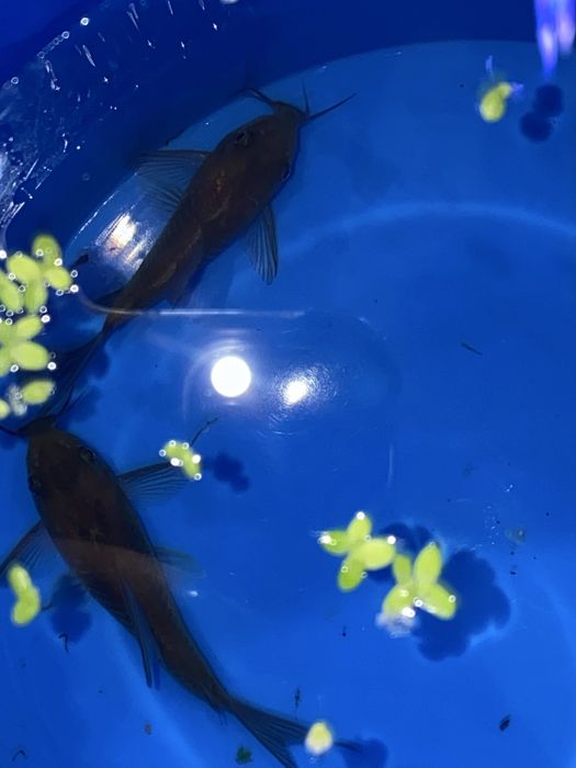 Pesti sanitari si plante de acvariu