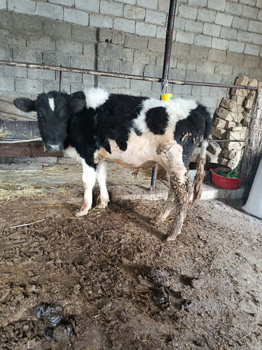 Тоқал буқа сатылады