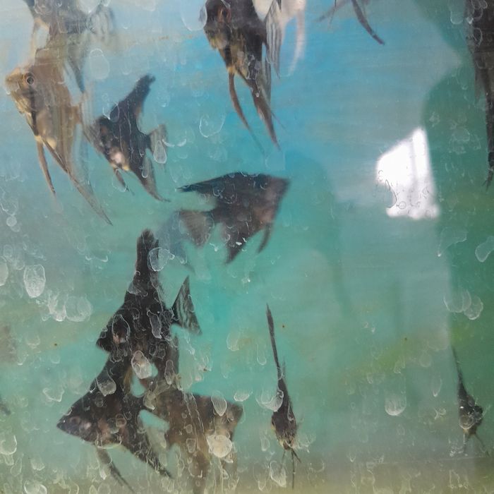 Аквариумная рыбка скалярия