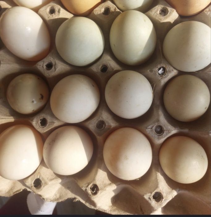 Vand oua de rata pentru incubat !!!