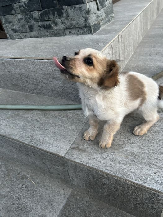 Cateli rasa mica