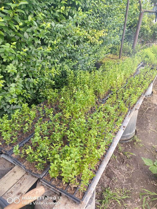 Лигуструм на тарелки