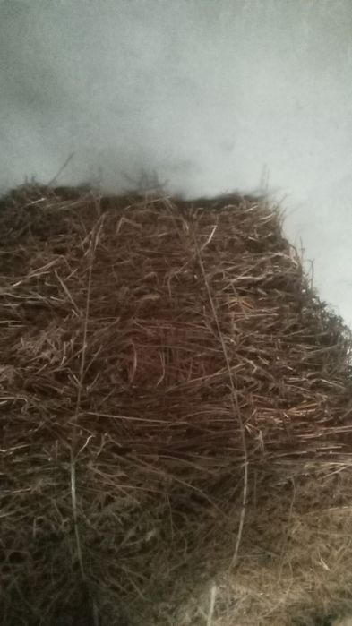 Тюки. Сено в тюках. Түктелген шөп