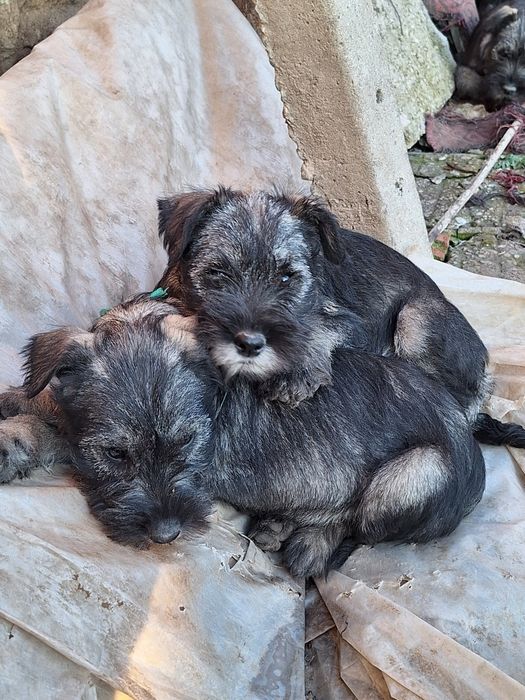 Шнауцер (стандартен)