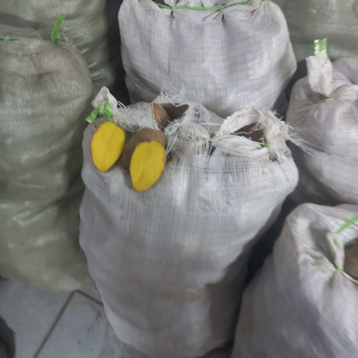 Продам картофель