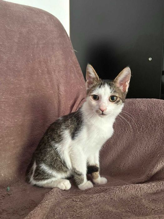 Pisoi mici, cauta URGENT o familie