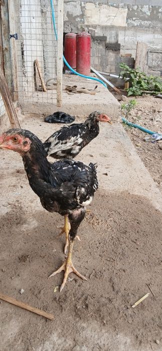 Dakang jo'jalar sotiladi