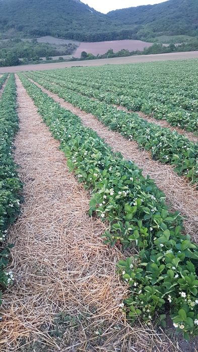 Разсад ягоди Клери