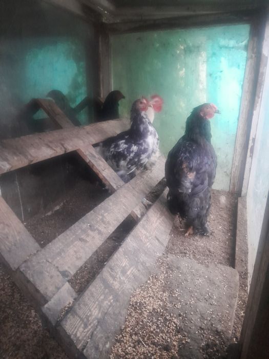 Продам куры молодняк
