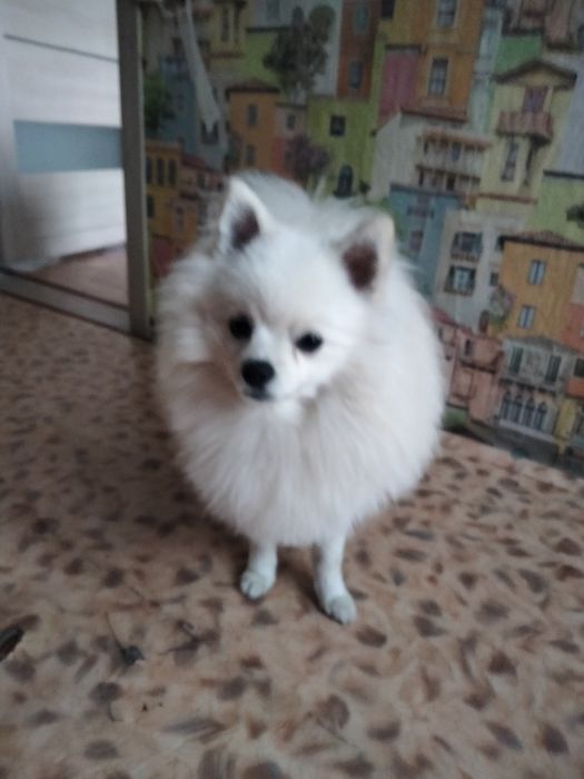 Жених ищет девочку