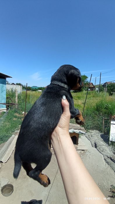 Продам щенков ягтерьер находятся в есике