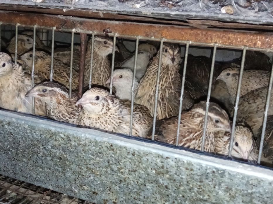 Бедана Япон манжур 30 кунлик