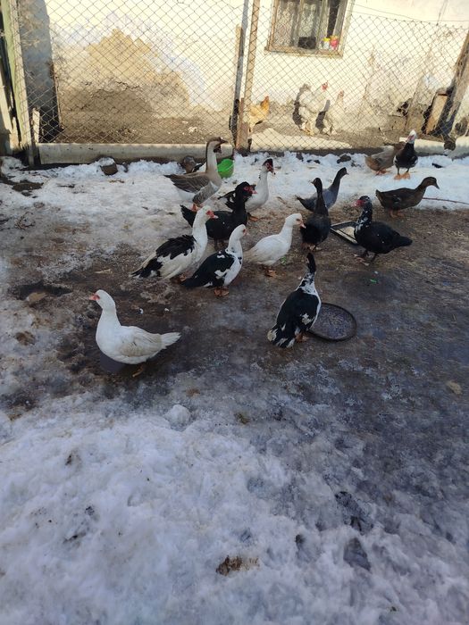 Утки селезни продам