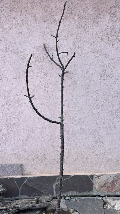 Ветки орешника, корилус, корелиус