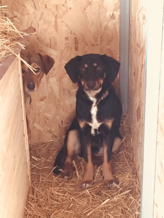 Приют для собак "Хвостатый рай" в Алматы